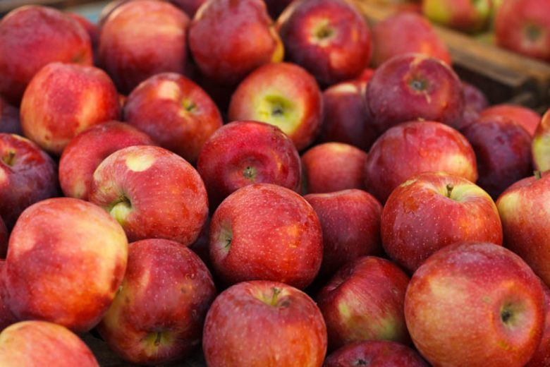 Malus domestica 'Empire', Apple 'Empire', Empire Apple, Malus 'Empire', Red Apple, White flowers,