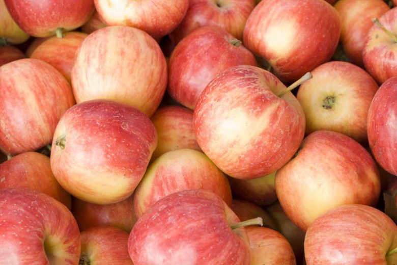 Malus domestica 'Fuji', Apple 'Fuji', Fuji Apple, Malus 'Fuji', Red Apple, White flowers,