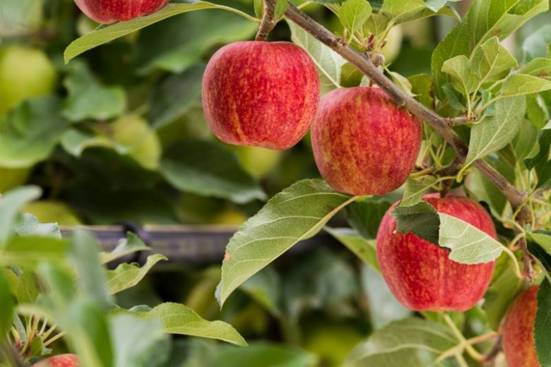 Malus domestica 'Gala', Apple 'Gala', Gala Apple, Malus 'Gala', Red Apple, White flowers,