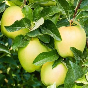 Malus domestica 'Golden Delicious', Apple 'Golden Delicious', Golden Delicious Apple, Malus 'Golden Delicious', Yellow Apple, White flowers,