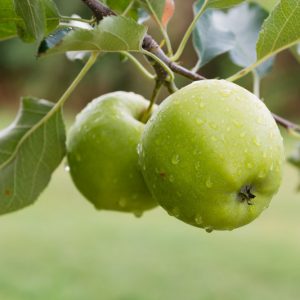 Malus domestica 'Granny Smith', Apple 'Granny Smith', Granny Smith Apple, Malus 'Granny Smith', Green Apple, White flowers,
