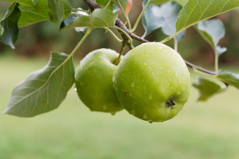 Malus domestica 'Granny Smith', Apple 'Granny Smith', Granny Smith Apple, Malus 'Granny Smith', Green Apple, White flowers,