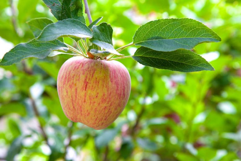 Malus domestica 'Gravenstein', Apple 'Gravenstein', Gravenstein Apple, Malus 'Gravenstein', Red Apple, White flowers,