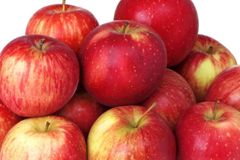 Malus domestica 'Haralson', Apple 'Haralson', Haralson Apple, Malus 'Haralson', Red Apple, White flowers,