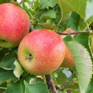 Malus domestica 'Jonagold', Apple 'Jonagold', Jonagold Apple, Malus 'Jonagold', Red Apple, White flowers,