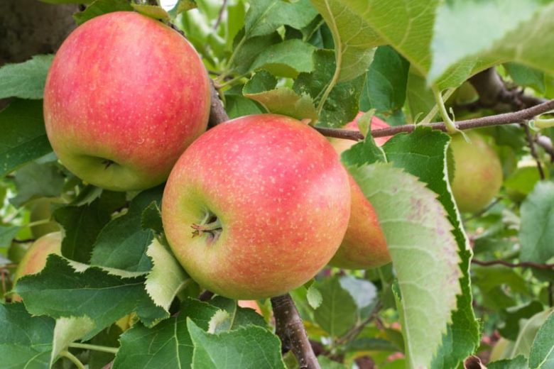 Malus domestica 'Jonagold', Apple 'Jonagold', Jonagold Apple, Malus 'Jonagold', Red Apple, White flowers,