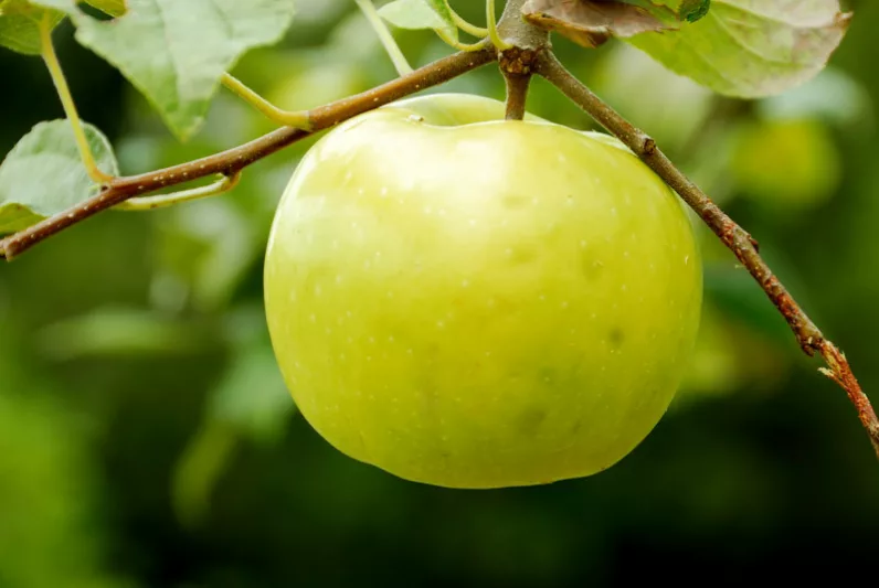 Malus domestica 'Lodi', Apple 'Lodi', Lodi Apple, Malus 'Lodi', Yellow Apple, White flowers,