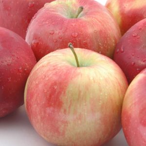 Malus domestica 'McIntosh', Apple 'McIntosh', McIntosh Apple, Malus 'McIntosh', Red Apple, White flowers,