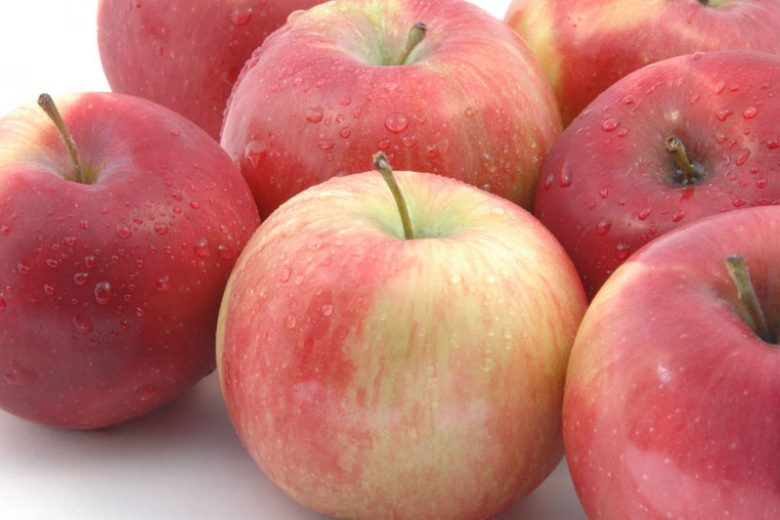 Malus domestica 'McIntosh', Apple 'McIntosh', McIntosh Apple, Malus 'McIntosh', Red Apple, White flowers,