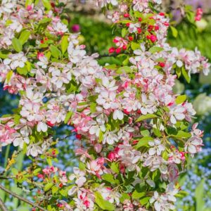 Malus × floribunda, Showy Crabapple, Japanese Flowering Crabapple, Japanese Crab, Pyrus floribunda, Fragrant Tree, Red fruit, red berries, Winter fruits, White Flowers