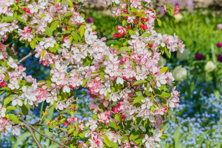 Malus × floribunda, Showy Crabapple, Japanese Flowering Crabapple, Japanese Crab, Pyrus floribunda, Fragrant Tree, Red fruit, red berries, Winter fruits, White Flowers