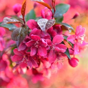 Malus × moerlandsii 'Liset', Crabapple 'Liset', Crab Apple 'Liset', Malus 'v', Fragrant Tree, Red fruit, red berries, Winter fruits, Red flowers, Pink Flowers