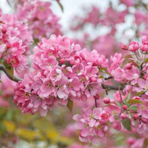 Malus × moerlandsii 'Profusion', Crabapple 'Profusion', Crab Apple 'Profusion', Malus 'Profusion', Fragrant Tree, Red fruit, red berries, Winter fruits, Red flowers, Pink Flowers