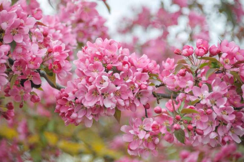 Malus × moerlandsii 'Profusion', Crabapple 'Profusion', Crab Apple 'Profusion', Malus 'Profusion', Fragrant Tree, Red fruit, red berries, Winter fruits, Red flowers, Pink Flowers