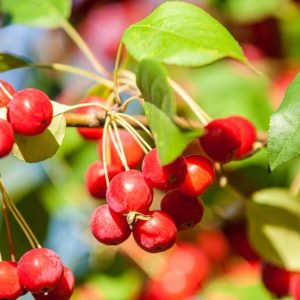 Malus × robusta 'Red Sentinel', Crabapple 'Red Sentinel', Crab Apple 'Red Sentinel', Fragrant Shrub, Fragrant Tree, Red fruit, red berries, Winter fruits