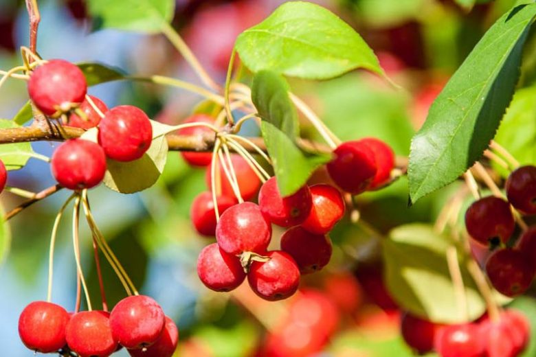 Malus × robusta 'Red Sentinel', Crabapple 'Red Sentinel', Crab Apple 'Red Sentinel', Fragrant Shrub, Fragrant Tree, Red fruit, red berries, Winter fruits