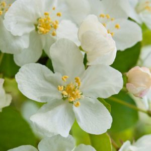 Malus sargentii, Sargent Crabapple, Malus toringo subsp. sargentii, Fragrant Shrub, Fragrant Tree, Red fruit, Red berries, Winter fruits