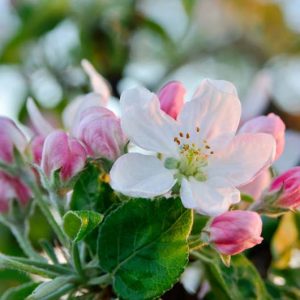Malus × scheideckeri 'Red Jade', Crabapple 'Red Jade', Crab Apple 'Red Jade', Fragrant Tree, Red fruit, red berries, Winter fruits, White flowers,
