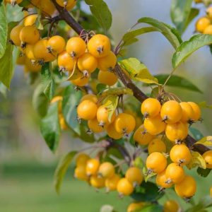 Malus × zumi 'Golden Hornet', Crabapple 'Golden Hornet', Crab Apple 'Golden Hornet', Malus 'Golden Hornet', Fragrant Shrub, Fragrant Tree, Yellow fruit, Yellow berries, Winter fruits