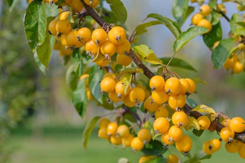 Malus × zumi 'Golden Hornet', Crabapple 'Golden Hornet', Crab Apple 'Golden Hornet', Malus 'Golden Hornet', Fragrant Shrub, Fragrant Tree, Yellow fruit, Yellow berries, Winter fruits
