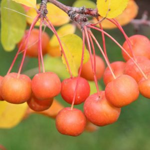 Malus × zumi 'Professor Sprenger', Crabapple 'Professor Sprenger', Crab Apple 'Professor Sprenger', Malus 'Professor Sprenger', Fragrant Shrub, Fragrant Tree, Red fruit, Red berries, Winter fruits