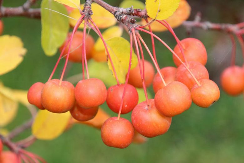 Malus × zumi 'Professor Sprenger', Crabapple 'Professor Sprenger', Crab Apple 'Professor Sprenger', Malus 'Professor Sprenger', Fragrant Shrub, Fragrant Tree, Red fruit, Red berries, Winter fruits