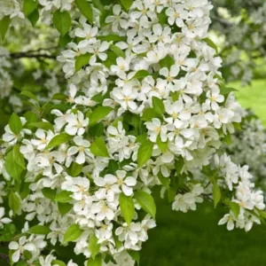 Malus × zumi var. calocarpa, Redbud Crabapple, Fragrant Shrub, Fragrant Tree, Red fruit, Red berries, Winter fruits, White Flowers