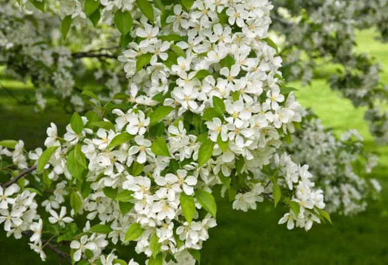 Malus × zumi var. calocarpa, Redbud Crabapple, Fragrant Shrub, Fragrant Tree, Red fruit, Red berries, Winter fruits, White Flowers
