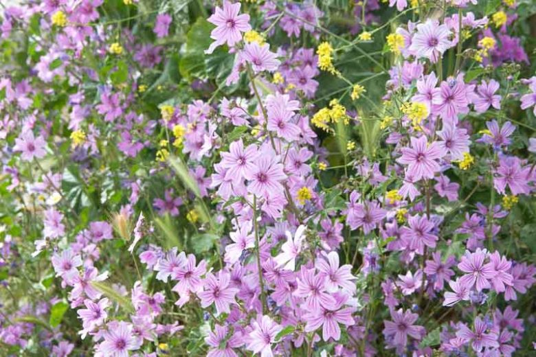Malva sylvestris, Common Mallow, Cheese Cakes, Cheese Flower, Cheeses, High Mallow, Hock, Hock Herb, Marsh Mallow, Mauls, Maws, Round Dock, Tall Mallow