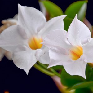 Mandevilla boliviensis, White Dipladenia, White Mandevilla, Evergreen Shrub, White Flowers