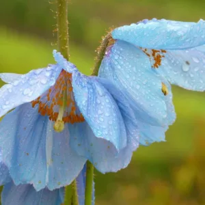 Meconopsis Baileyi, Himalayan Blue Poppy, Meconopsis betonicifolia, blue flower