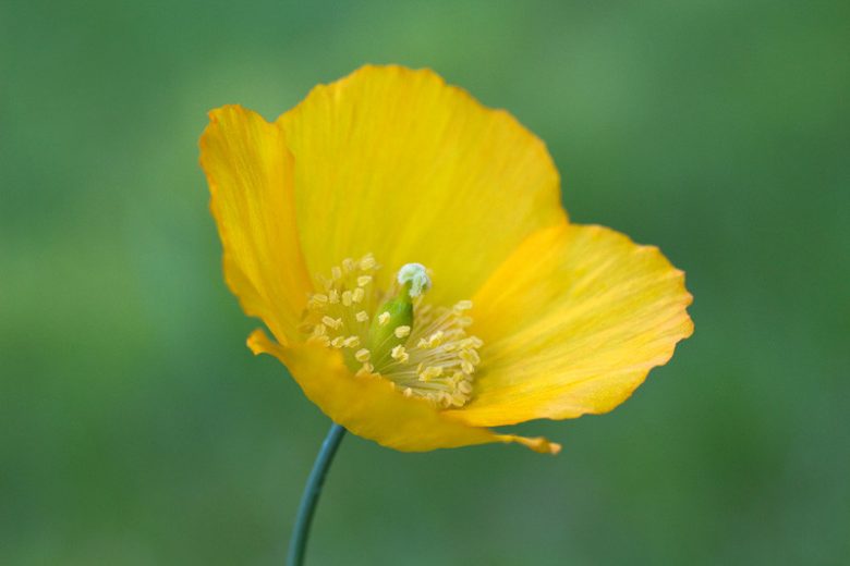 Meconopsis cambrica , Welsh Poppy, Papaver cambricum, Yellow flowers, Perennial Poppy, Yellow Poppy
