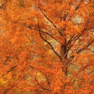 Metasequoia glyptostroboides,Dawn Redwood, Water Fir, Deciduous Conifer, Tree with fall color, Fall color, Attractive bark Tree, Red leaves