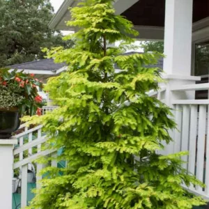 Metasequoia glyptostroboides 'Gold Rush',Dawn Redwood 'Gold Rush', Water Fir 'Gold Rush', Deciduous Conifer, Tree with fall color, Fall color, Attractive bark Tree, Yellow leaves