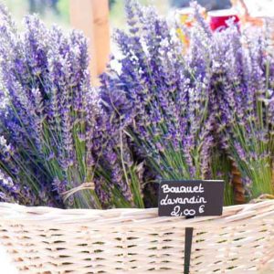 Lavender Flowers, Lavender Flower, English Lavender, Spanish lavender, French Lavender, Early Lavenders, Lavender Blooming Times, lavandula angustifolia, lavandula stoechas, lavandula x intermedia