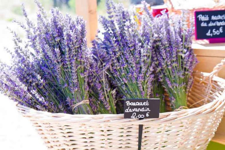 Lavender Flowers, Lavender Flower, English Lavender, Spanish lavender, French Lavender, Early Lavenders, Lavender Blooming Times, lavandula angustifolia, lavandula stoechas, lavandula x intermedia