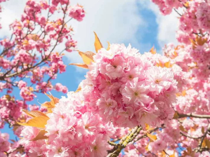 Japanese Flowering Cherries, Flowering Cherries, Blooming season Flowering Cherries, Sakura, Fragrant Cherry Blossom,  Higan cherry,Yoshino Cherry, Fuji cherry