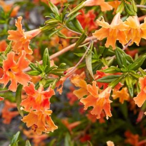 Mimulus aurantiacus, Bush Monkey Flower, Sticky Monkey Flower, Orange Bush Monkey Flower, Diplacus aurantiacus, Orange flowers, California natives,