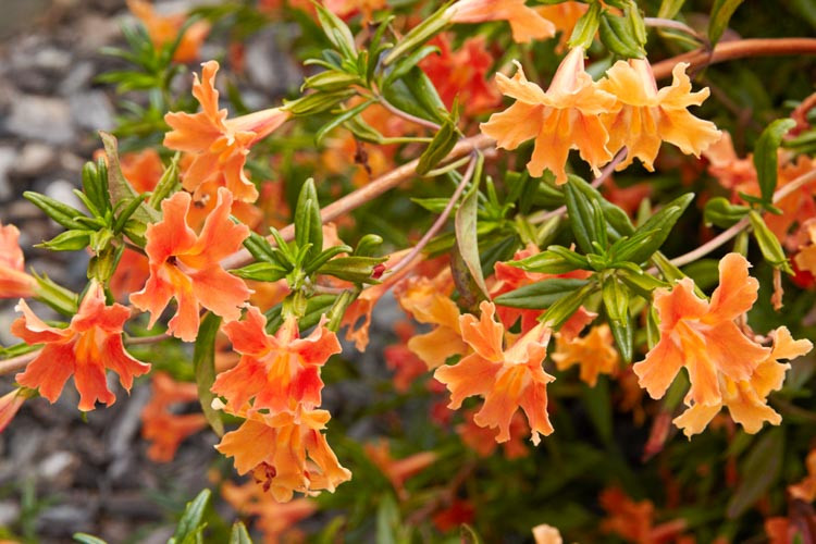Mimulus aurantiacus, Bush Monkey Flower, Sticky Monkey Flower, Orange Bush Monkey Flower, Diplacus aurantiacus, Orange flowers, California natives,