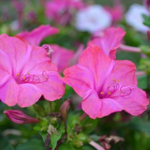 Mirabilis jalapa, Marvel of Peru, Four O'Clock Flower, False Jalap, Four O'Clock Plant, Garden Jalap, Jalap Plant, Marvel of the World, Pretty-By-Night, Japanese Wonder Flower, Pearl of Egypt,