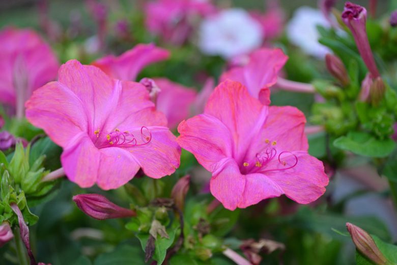 Mirabilis jalapa, Marvel of Peru, Four O'Clock Flower, False Jalap, Four O'Clock Plant, Garden Jalap, Jalap Plant, Marvel of the World, Pretty-By-Night, Japanese Wonder Flower, Pearl of Egypt,