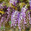 Chinese Wisteria, Japanese Wisteria, Silky Wisteria, Wisteria Sinensis, Wisteria Floribunda, Wisteria Brachybotrys, Fragrant vines, Fragrant flowers