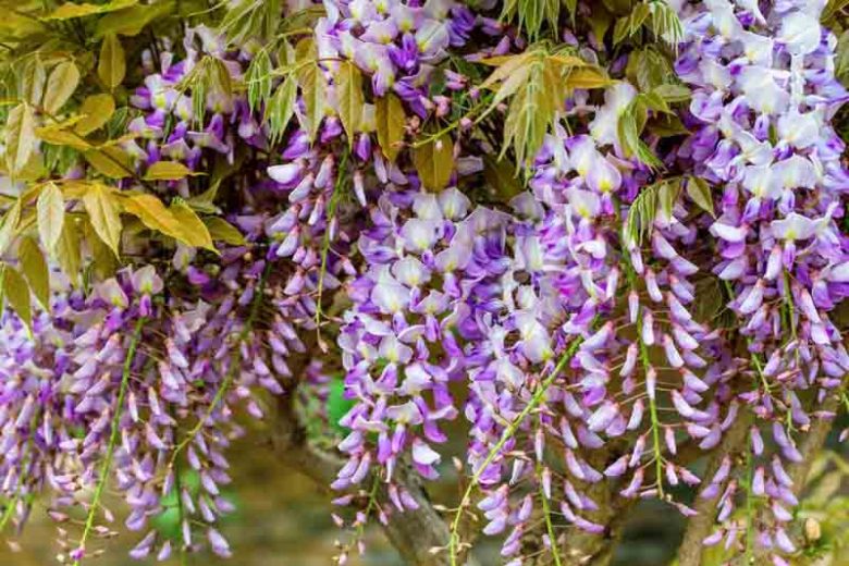 Chinese Wisteria, Japanese Wisteria, Silky Wisteria, Wisteria Sinensis, Wisteria Floribunda, Wisteria Brachybotrys, Fragrant vines, Fragrant flowers
