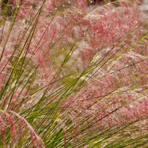 Muhlenbergia capillaris, Pink Muhly Grass, Gulf Muhly, Hair-Awn Muhly, Hairy-Awn Muhly, Hair Grass, Pink Muhly, Pink Grass, Ornamental Grasses, Grasses, decorative Grasses, Perennial Grasses