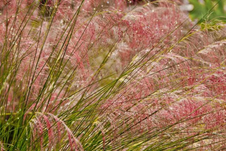 Muhlenbergia capillaris, Pink Muhly Grass, Gulf Muhly, Hair-Awn Muhly, Hairy-Awn Muhly, Hair Grass, Pink Muhly, Pink Grass, Ornamental Grasses, Grasses, decorative Grasses, Perennial Grasses