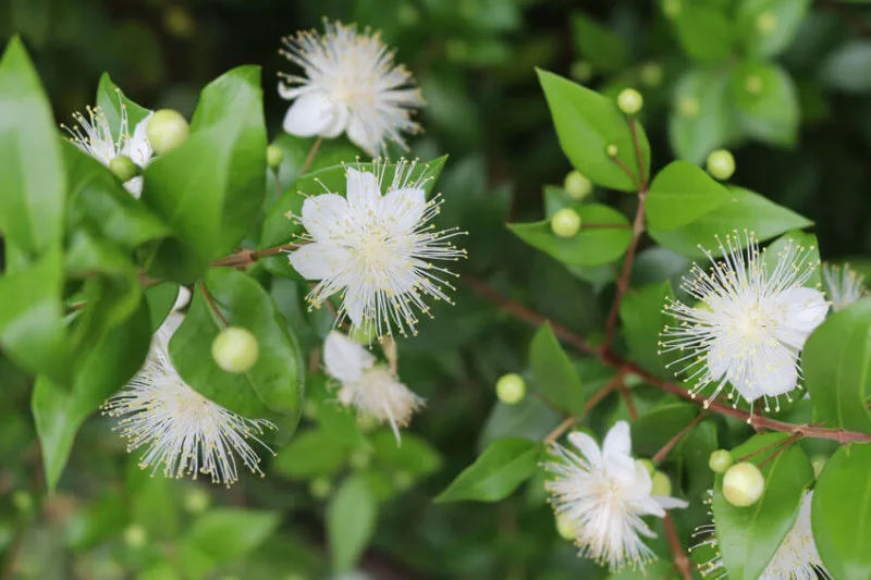 Myrtus Communis, Common Myrtle, Myrtle, white flowers, fragrant shrub, evergreen shrub, True Myrtle