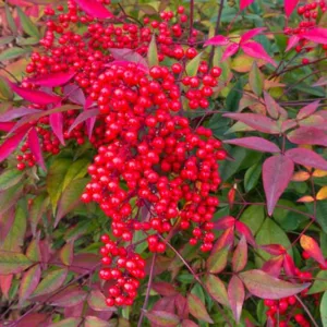 Nandina Domestica, Heavenly Bamboo, Sacred Bamboo, Nandina, Chinese Sacred Bamboo, Evergreen Shrubs, Shrubs with berries
