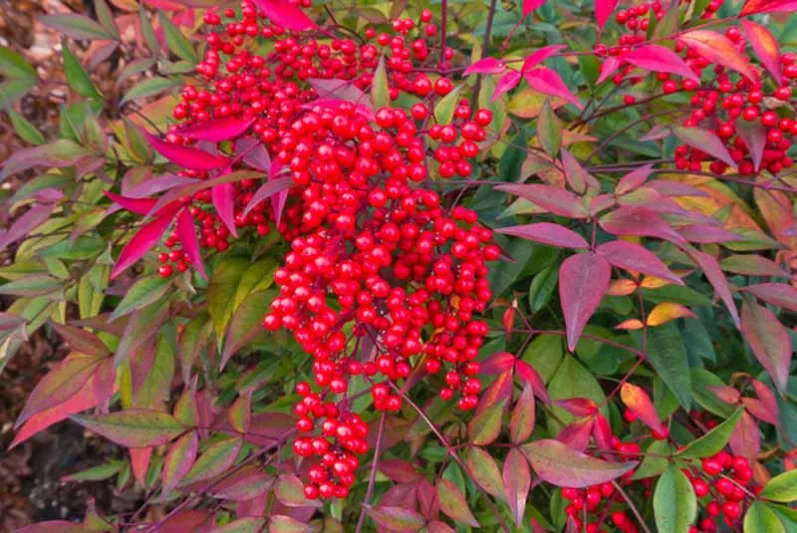 Nandina Domestica, Heavenly Bamboo, Sacred Bamboo, Nandina, Chinese Sacred Bamboo, Evergreen Shrubs, Shrubs with berries