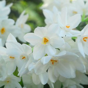 Narcissus Ariel,Daffodil Ariel, Paperwhite Ariel, Spring Bulbs, Spring Flowers, fragrant daffodil, daffodil for indoor forcing, white Daffodils