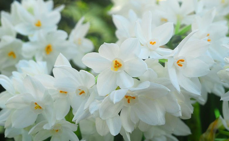 Narcissus Ariel,Daffodil Ariel, Paperwhite Ariel, Spring Bulbs, Spring Flowers, fragrant daffodil, daffodil for indoor forcing, white Daffodils